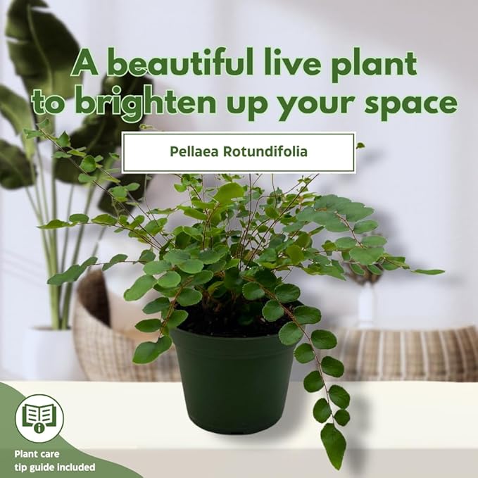 BubbleBlooms Button Fern in a 4 inch Pot Pellaea rotundifolia