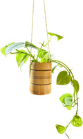Live Golden Pothos Plant - Natural Indoor Hanging Basket for Home Decor - Sustainable Handmade Bamboo Boho Plant Hanger