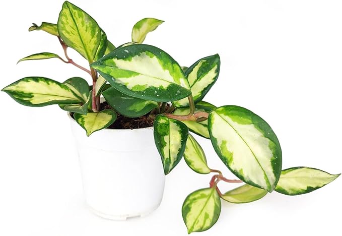 Hoya Carnosa Krimson Princess (4 inch) - Pet-Friendly Houseplants - Attractive Indoor Plants, Easy to Grow, Pet Safe Plants for Cats & Dogs, Ideal for Home Decor, Office & Gift