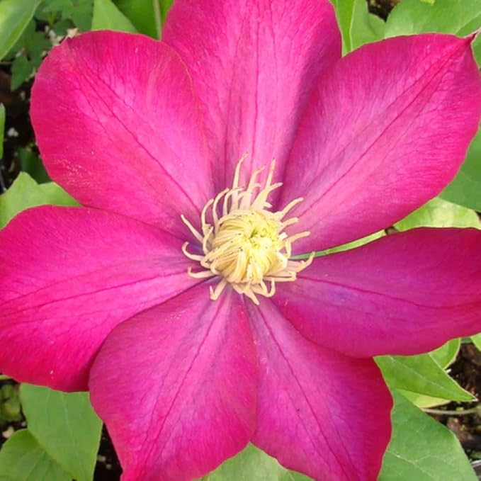Burgundy Red Clematis Vine Live Plant Clematis Flower Perennial Starter Plant in 2.5 Inches Pot