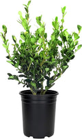 Wintergreen Boxwood | 1 Large Trade Gallon Size Plant | Buxus Microphylla | Evergreen Shrub, Dense Foliage, Formal Garden, Low Maintenance, Privacy Hedge, Year-Round Interest, Landscaping Shrub
