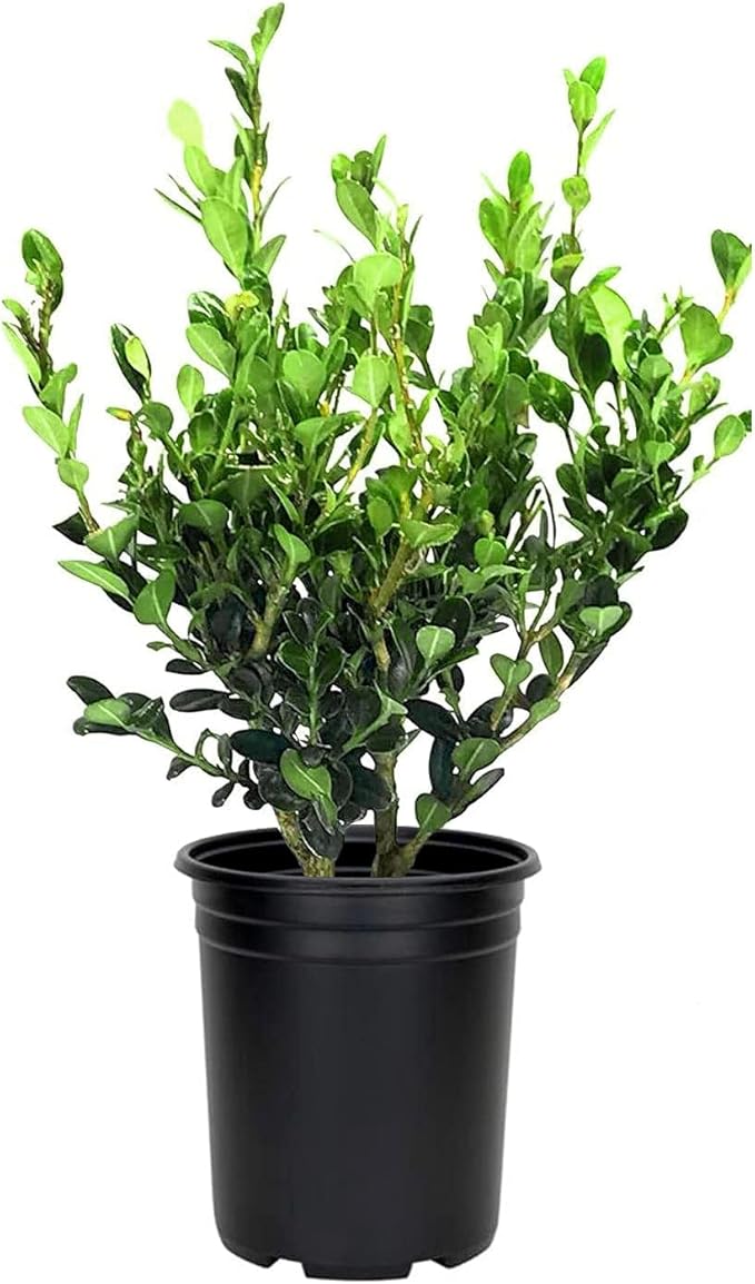 Wintergreen Boxwood | 1 Large Trade Gallon Size Plant | Buxus Microphylla | Evergreen Shrub, Dense Foliage, Formal Garden, Low Maintenance, Privacy Hedge, Year-Round Interest, Landscaping Shrub