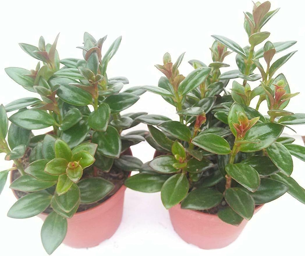 *Two Goldfish Plant - 4" Pot - Blooms Constantly