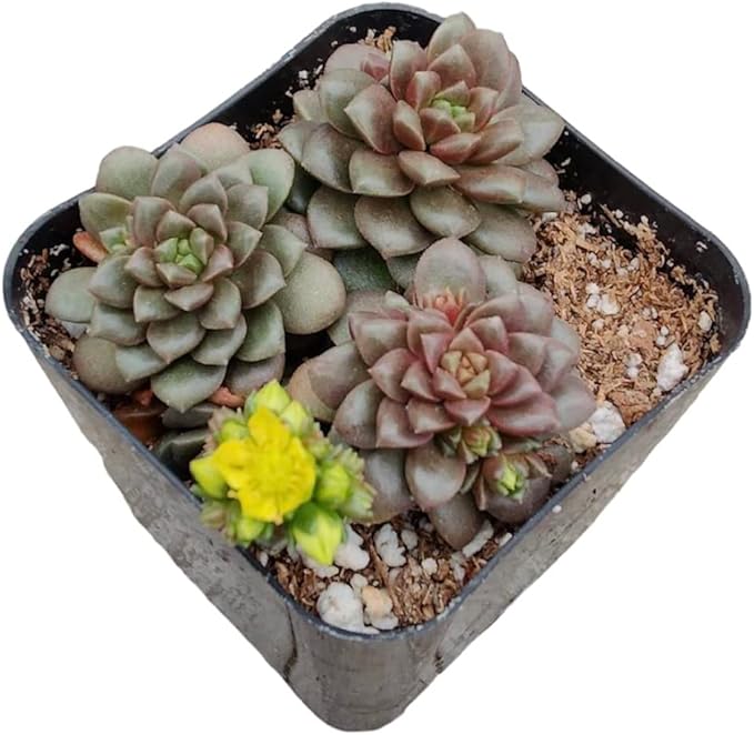 Live Cactus and Succulent Plants (2”Pot Cremnosedum 'Little Gem')
