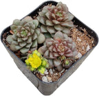 Live Cactus and Succulent Plants (2”Pot Cremnosedum 'Little Gem')