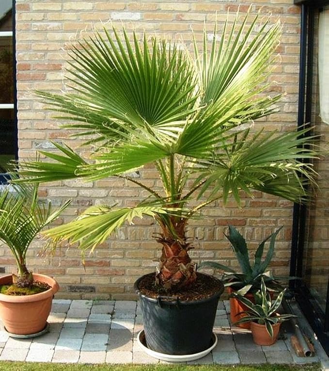 Seeds Palm Washingtonia Nicanora Indoor Rare Perennial Tree for Planting