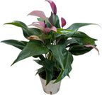 Anthurium (12"-14" Tall) Unique and Gorgeous Live Indoor Plant, Easy Care and Easy to Grow, Bloom Plant, 4 inch Pot (Zizou Purple)