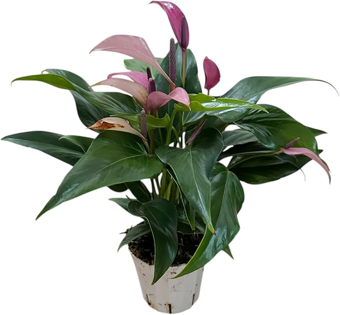 Anthurium (12"-14" Tall) Unique and Gorgeous Live Indoor Plant, Easy Care and Easy to Grow, Bloom Plant, 4 inch Pot (Zizou Purple)