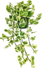 Pothos N'joy (6 inch) - Air-Purifying Houseplants - 4/6 inch Unique Live Decorative Houseplants - Low-Maintenance Indoor Plants, House Warming Gift, Natural Air Purifier
