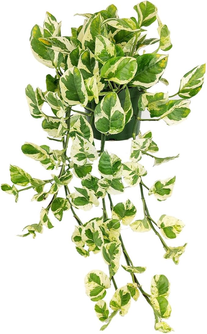 Pothos N'joy (6 inch) - Air-Purifying Houseplants - 4/6 inch Unique Live Decorative Houseplants - Low-Maintenance Indoor Plants, House Warming Gift, Natural Air Purifier