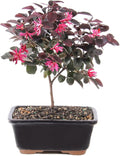brussel's BONSAI Live Fringe Flower Outdoor Bonsai Tree - 3 Years Old; 8 to 12" Tall with Decorative Container"