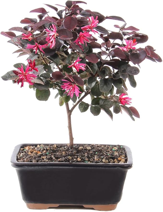 brussel's BONSAI Live Fringe Flower Outdoor Bonsai Tree - 3 Years Old; 8 to 12" Tall with Decorative Container"