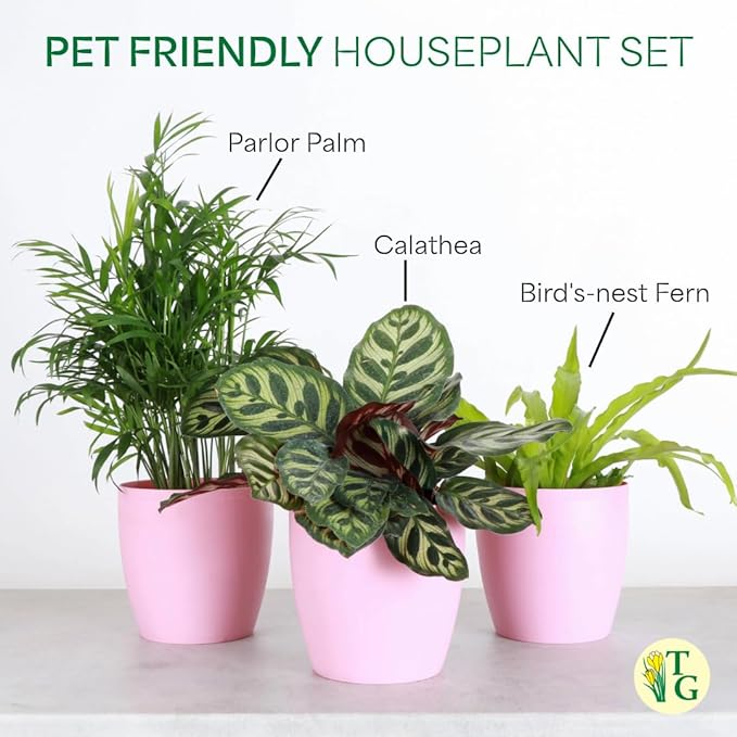 Thorsen's Greenhouse Live Pet Friendly Indoor Houseplants, Live Plants, Safe for Pets, 4" Diameter Pot, 3-Pack (White)