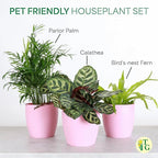 Thorsen's Greenhouse Live Pet Friendly Indoor Houseplants, Live Plants, Safe for Pets, 4" Diameter Pot, 3-Pack (Brushed Silver)