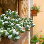 Cotyledon Pendens Succulent Plant Live – 2 Inch Pot | Rare Trailing Houseplant | Easy-Care Indoor Succulent