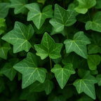 Poet's Ivy (Hedera Helix) – Live Plant in 2 Inch Pot - Air Purifying - Adaptable to Various Conditions