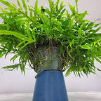 Tropical Plants of Florida Kangaroo Fern Hanging Basket 12 Inch Live Fern Plant, 20 Inch Tall by 20 Inch Wide, Lush Green Indoor Outdoor Shade Plant