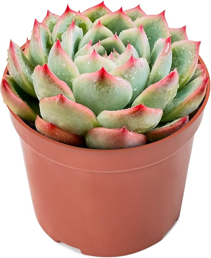 Sprout N Green Echeveria 'Silhouette', Mini Live Succulent Fully Rooted in 4 inch Starter Pot with Soil Mix, House Plant for Indoor Outdoor Home Office Wedding Decoration Party Favor