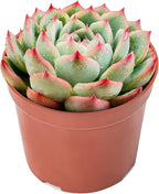 Sprout N Green Echeveria 'Silhouette', Mini Live Succulent Fully Rooted in 4 inch Starter Pot with Soil Mix, House Plant for Indoor Outdoor Home Office Wedding Decoration Party Favor
