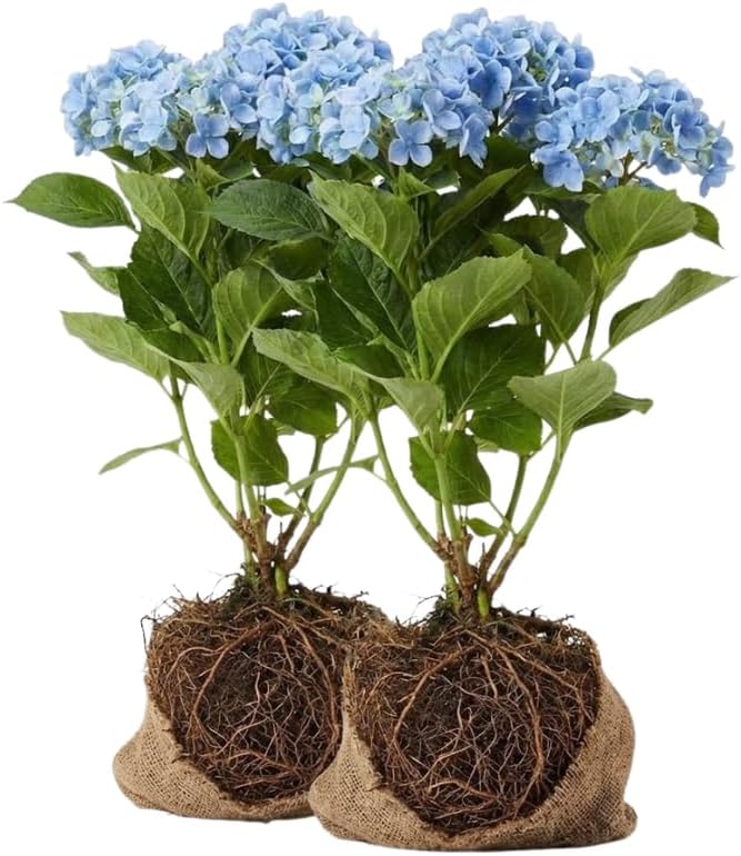 2 Blue Hydrangea Live Plants for Planting | 12-24" Rooted Cuttings | Cold-Hardy Macrophylla Flowering Shrub | Dormant Plant