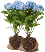 2 Blue Hydrangea Live Plants for Planting | 12-24" Rooted Cuttings | Cold-Hardy Macrophylla Flowering Shrub | Dormant Plant