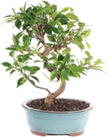 Brussel's Bonsai - Live Golden Gate Ficus Bonsai Tree in Ceramic Bonsai Pot, Indoor Bonsai Plant, 7 Years Old, 8-16 Inches Tall, Easy Care Houseplant for Home or Office (Medium, Green)