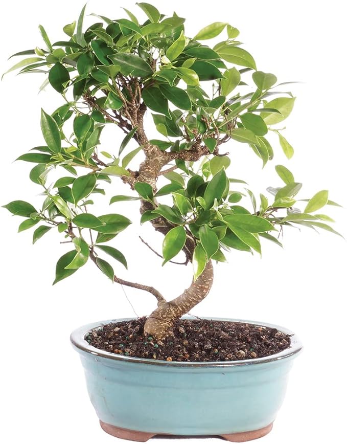 Brussel's Bonsai - Live Golden Gate Ficus Bonsai Tree in Ceramic Bonsai Pot, Indoor Bonsai Plant, 7 Years Old, 8-16 Inches Tall, Easy Care Houseplant for Home or Office (Medium, Green)
