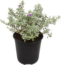 1G Silverado Sage Plant, Shrubs Live in Planters for Outdoor Plants Live, Live Plants Gardening Gifts, Live Plant Front Porch Decor, Sage Plants Edging for Landscaping, Garden Decor By Plants for Pets