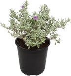 1G Silverado Sage Plant, Shrubs Live in Planters for Outdoor Plants Live, Live Plants Gardening Gifts, Live Plant Front Porch Decor, Sage Plants Edging for Landscaping, Garden Decor By Plants for Pets
