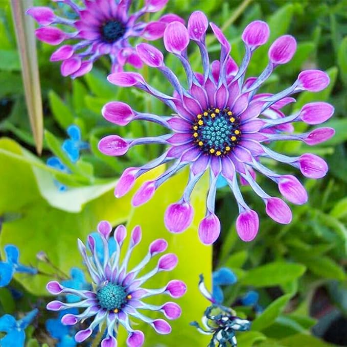 145+ Rare Perennial African Rare Daisy Flower Seeds for Planting Outdoor-Non-GMO Heirloom Garden Decoration