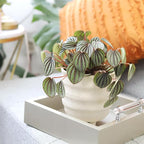 Peperomia Piccolo Banda (4 inch) - Air-Purifying Houseplants - 4/6 inch Unique Live Decorative Houseplants - Low-Maintenance Indoor Plants, House Warming Gift, Natural Air Purifier