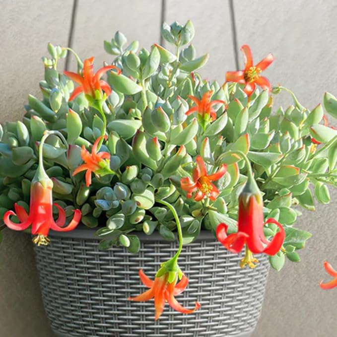 2" Pot Cotyledon Pendens Succulent Plant Live, Trailing Succulent House Plant for Home Office Decoration, Rare Indoor Live Plant