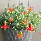 Cotyledon Pendens Live Plant, Rare Trailing Succulent in 2" Pot, Hanging Succulent for Indoor Outdoor Planters