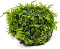 SubstrateSource Live Planted Decor - Christmas Moss (Vesicularia montagnei) on Lava Stone - Low Light, Green Accent Freshwater Aquatic Plant, Foreground Aquarium Placement for Aquascaping - 1 Pack