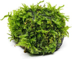 SubstrateSource Live Planted Decor - Christmas Moss (Vesicularia montagnei) on Lava Stone - Low Light, Green Accent Freshwater Aquatic Plant, Foreground Aquarium Placement for Aquascaping - 1 Pack