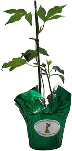 Incense - Passion Flower Vine - Passiflora Incarnata Hybrid - Live Buttefly Plant - Fragrant Purple Bloom - Emerald Goddess Gardens - Starter Sz 4 Inch Pot