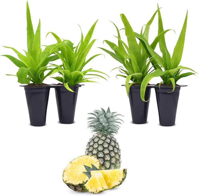 Pineapple Plant White Jade (4 Pack) | Grow Your own Food on Your Edible Organic Garden | Easy to Grow Plants | Edible Fruit Plant for Sustainable Living | Live for Planting |