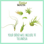 Air Plant Low Light House Plants Box 10PK, Tillandsia Air Plants Live Houseplants Live Indoor Plants Live Succulents Plants Live Terrarium Plants Live, Air Plant Holder Airplant Kit by Plants for Pets
