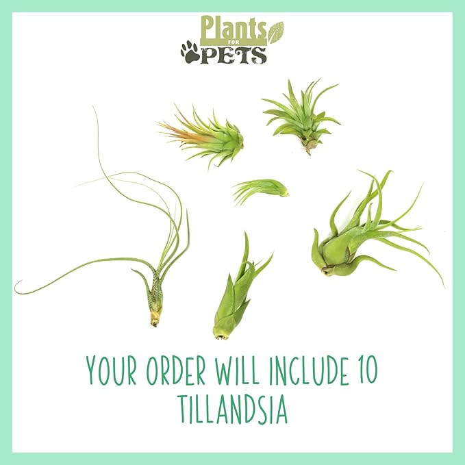 Air Plant Low Light House Plants Box 10PK, Tillandsia Air Plants Live Houseplants Live Indoor Plants Live Succulents Plants Live Terrarium Plants Live, Air Plant Holder Airplant Kit by Plants for Pets