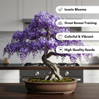 Wisteria Bonsai Tree Seedling for Planting - 1 Year Old Well Rooted Seedling - Fast-Growing Ornamental Tree with Violet-Purple Flowers and Fragrant Sweet Scent