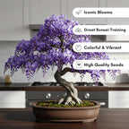 Bonsai Tree Chinese Wisteria Tree Seeds, 10 Pack - Highly Prized Flowering Bonsai, Wisteria sinensis - 10 Seeds to Grow