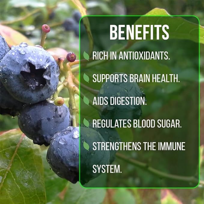 Blueberry Plant O'Neal Live for Sale (4 Pack) | Easy to Grow Plants | Edible Fruit Plant for Sustainable Living | Grow Your own Food on Your Edible Organic Garden| Live for Planting| No Seeds