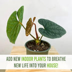 LEAL PLANTS ECUADOR Anthurium Luxurian | Exotic Green Indoor House Plant | Rare Anthurium for Living Rooms | Stunning Crystallinum Houseplant | Low-Maintenance Tropical Plants