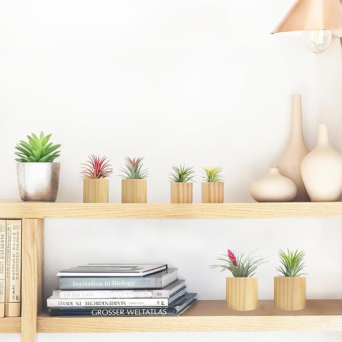 Belit 6 Pcs Air Plant Holder, 3 Sizes Wooden Air Plants Live Holders for Home Decor (NO Plant Included)