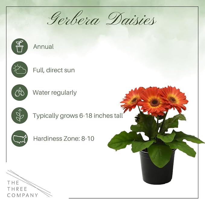 Live Flowering Gerbera Daisies - Orange and Yellow Bicolor (2 Plants Per Pack), Beautiful Spring Flowers, 12" Tall by 5" Wide in 1 Qt Pot