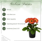 Live Flowering Gerbera Daisies - Orange and Yellow Bicolor (2 Plants Per Pack), Beautiful Spring Flowers, 12" Tall by 5" Wide in 1 Qt Pot