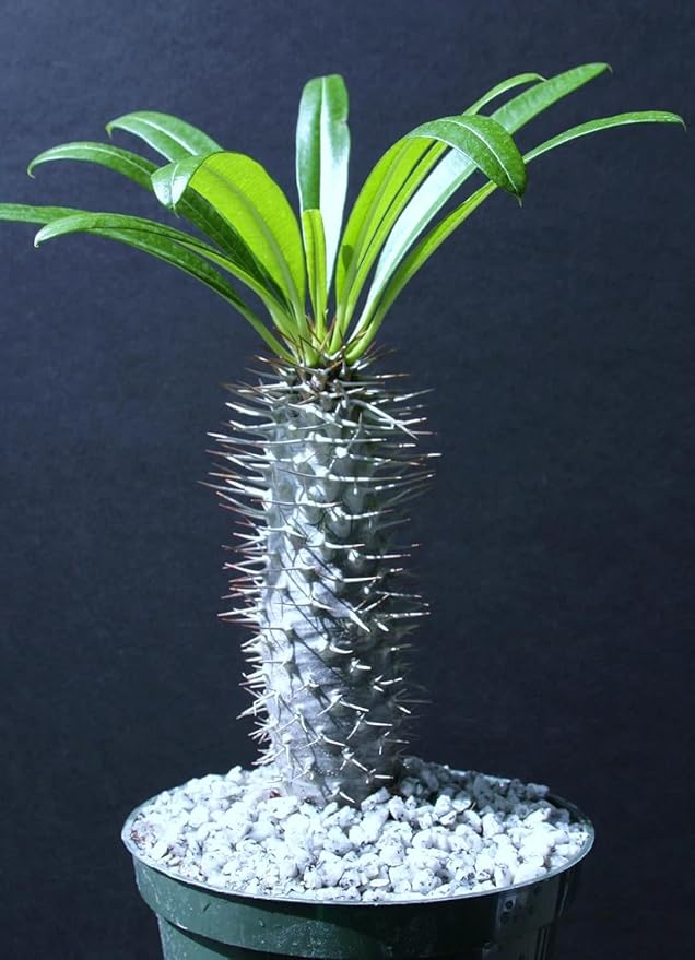 Pachypodium lamerei rare madagascar palm plant cactus cacti caudex bonsai 4" pot