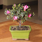 Brussel's Bonsai - Live Satsuki Azalea Flowering Bonsai Tree in Ceramic Bonsai Pot, Outdoor Bonsai Tree Live Plant, 5 Years Old, 5-8 Inches Tall, Easy Care Plant for Patio Garden (Small)
