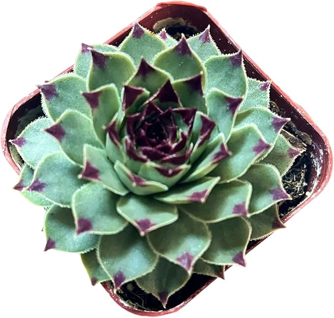 Live Succulent Cactus Plants (2" Pot Sempervivum Calcareum)