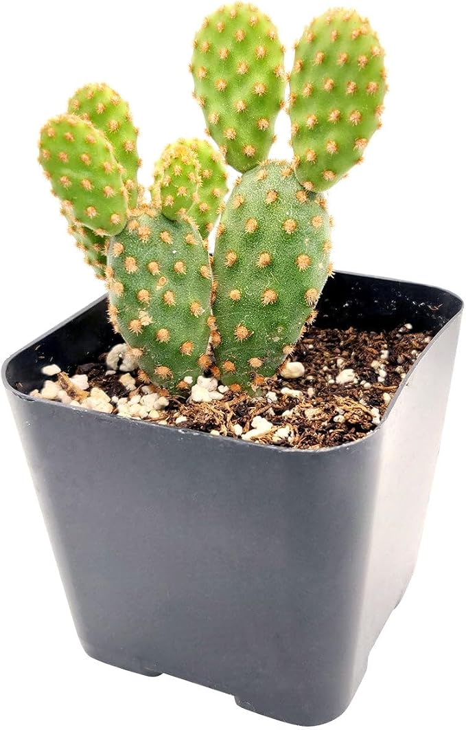 Live Cactus Plants, Fully Rooted 2-inch Cactus Succulent Plants, Rare Varieties for Gift or Home Decoration (Opuntia Rufida Minima Cinnamon Cactus)